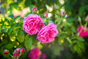 Beautiful pink roses. Damascena rose - Bulgarian rose used for perfumery. Rosa damascena close up...