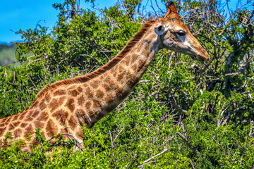 South Africa