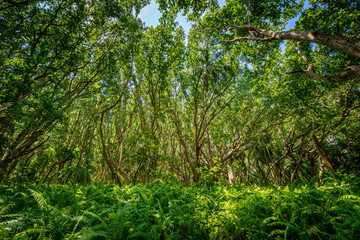 tropical forest jungle