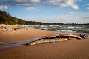 Tree branch in the sand. Varamon beach, Motala, Sweden on a sunny spring day 2020