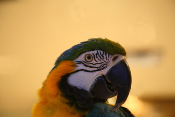 A portrait of a beautiful blue and yellow macaw in Sao Paulo, Brazil.