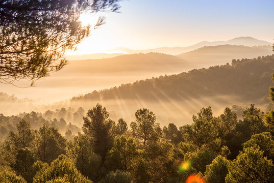 Quiet dawn with fog and sunshine passing through the trees on the mountain