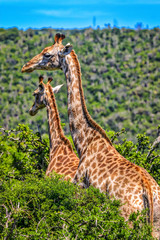 South Africa