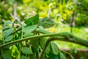 green lizard on a branch © Tomasz