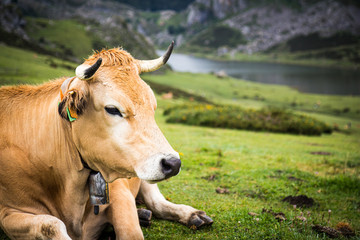 Naklejka na ściany i meble Cow resting peacefully in the middle of a green meadow with a lake