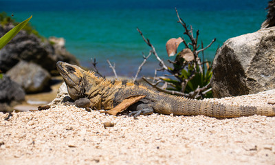 Photo of a beautiful lizard next to the beach