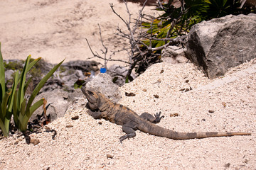 Photo of a reptile in Mexico