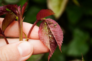 A female gardener examines a plant infected with aphids. Rose infected aphids, gardeners problems.