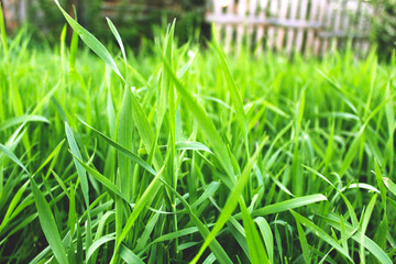 fresh green grass