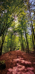 Beautiful forest hiking and biking trail