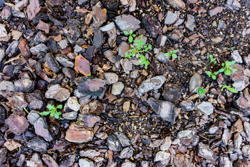 green plants growing on fertile land