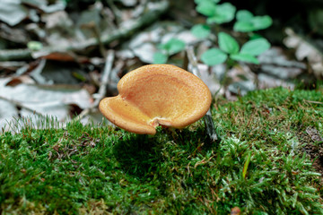 A bright yellow mushroom grows among the moss. A yellow mushroom grows on a fallen tree covered with moss