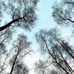 baumkronen blick in himmel winter keine blätter