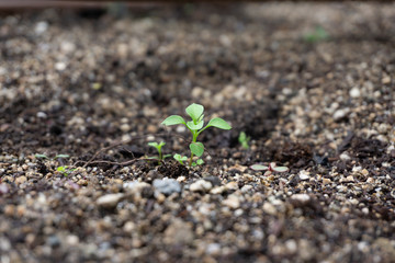 green plant growing on earth