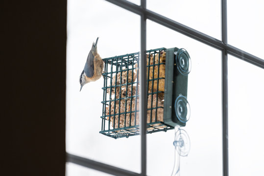 Red breasted nuthatch one bird in Virginia perching on hanging metal suet cake feeder cage attached to window