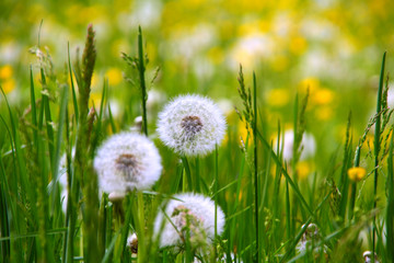 dandelions in green grass on the meadow