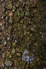 tree bark texture