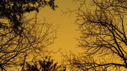 abstract, autumn, background, bright background, brown, desc, desktop, desktop computer, dream, forest, horror, horror background, landscape, minimal, natural, nature, object, outdoor, outdoors, park,