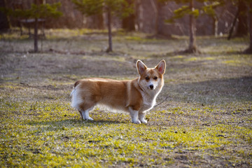 Welsh Corgi Pembroke