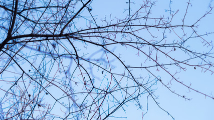 abstract, autumn, background, bright background, brown, desc, desktop, desktop computer, dream, forest, horror, horror background, landscape, minimal, natural, nature, object, outdoor, outdoors, park,