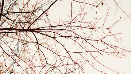 abstract, autumn, background, bright background, brown, desc, desktop, desktop computer, dream, forest, horror, horror background, landscape, minimal, natural, nature, object, outdoor, outdoors, park,