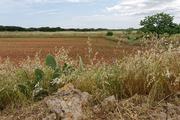 Italien - Apulien - Landwirtschaft - allgemein