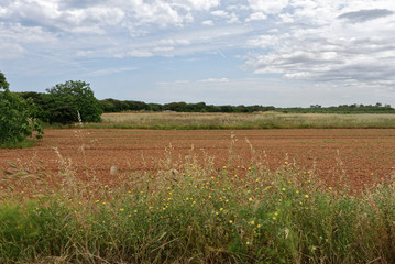 Italien - Apulien - Landwirtschaft - allgemein