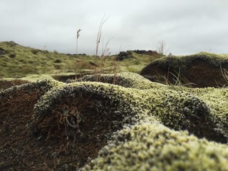 island moos nahaufnahme tiefensch&auml;rfe