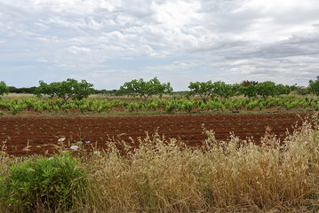 Italien - Apulien - Landwirtschaft - allgemein