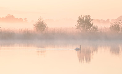 swan on lake during misty sunrise