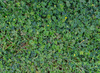 green grass texture in the garden