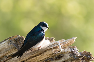 Tree Swallow, Tachycineta bicolor, perched on branch in beautiful morning light and fog