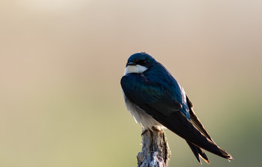 Tree Swallow, Tachycineta bicolor, perched on branch in beautiful morning light and fog