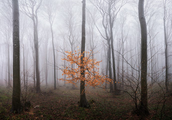 Fototapeta na wymiar fog in the forest