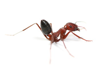 Desert ant, Cataglyphis bicolor isolated on white background