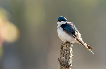Tree Swallow, Tachycineta bicolor, perched on branch in beautiful morning light and fog
