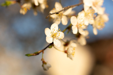 blooming cherry tree