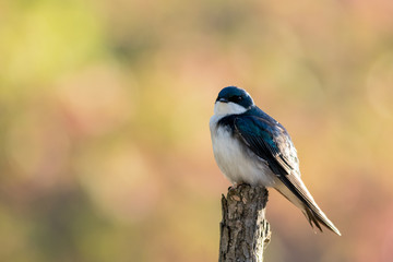 Tree Swallow, Tachycineta bicolor, perched on branch in beautiful morning light and fog