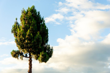 Green fluffy pine tree grows against a blue sky with clouds