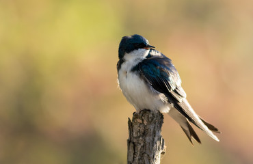 Tree Swallow, Tachycineta bicolor, perched on branch in beautiful morning light and fog