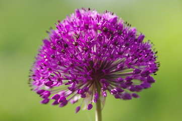 Alliums Blütenkugel