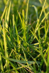 green grass with dew drops