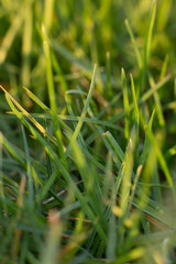 green grass with dew drops