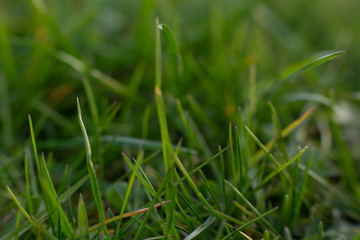 green grass with dew drops