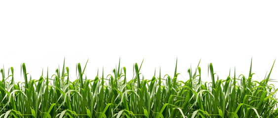 Green grass isolated on white background. Panorama grass at day time , can used for background.