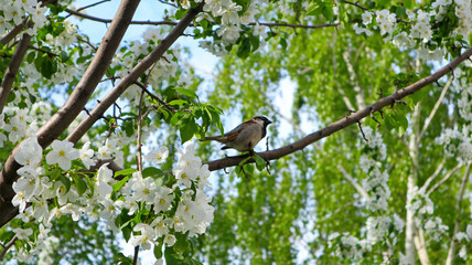 Sparrow on a branch of a blossoming apple tree. A house sparrow (Passer Domesticus) and green lush foliage against a blue sky. Close up view of bird in spring. Beautiful nature background.