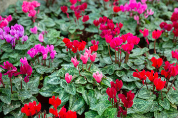 Blooming cyclamen growing in pots