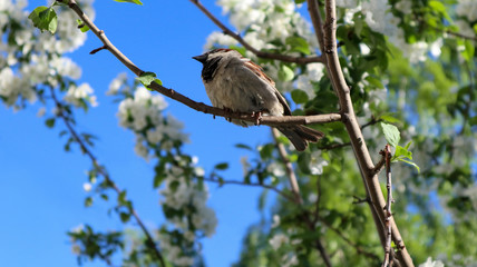 Sparrow on a branch of a blossoming apple tree. A house sparrow (Passer Domesticus) and green lush foliage against a blue sky. Close up view of bird in spring. Beautiful nature background.