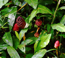 wild strawberry plant