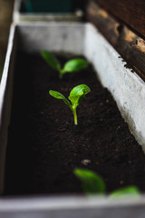 young plant in the ground